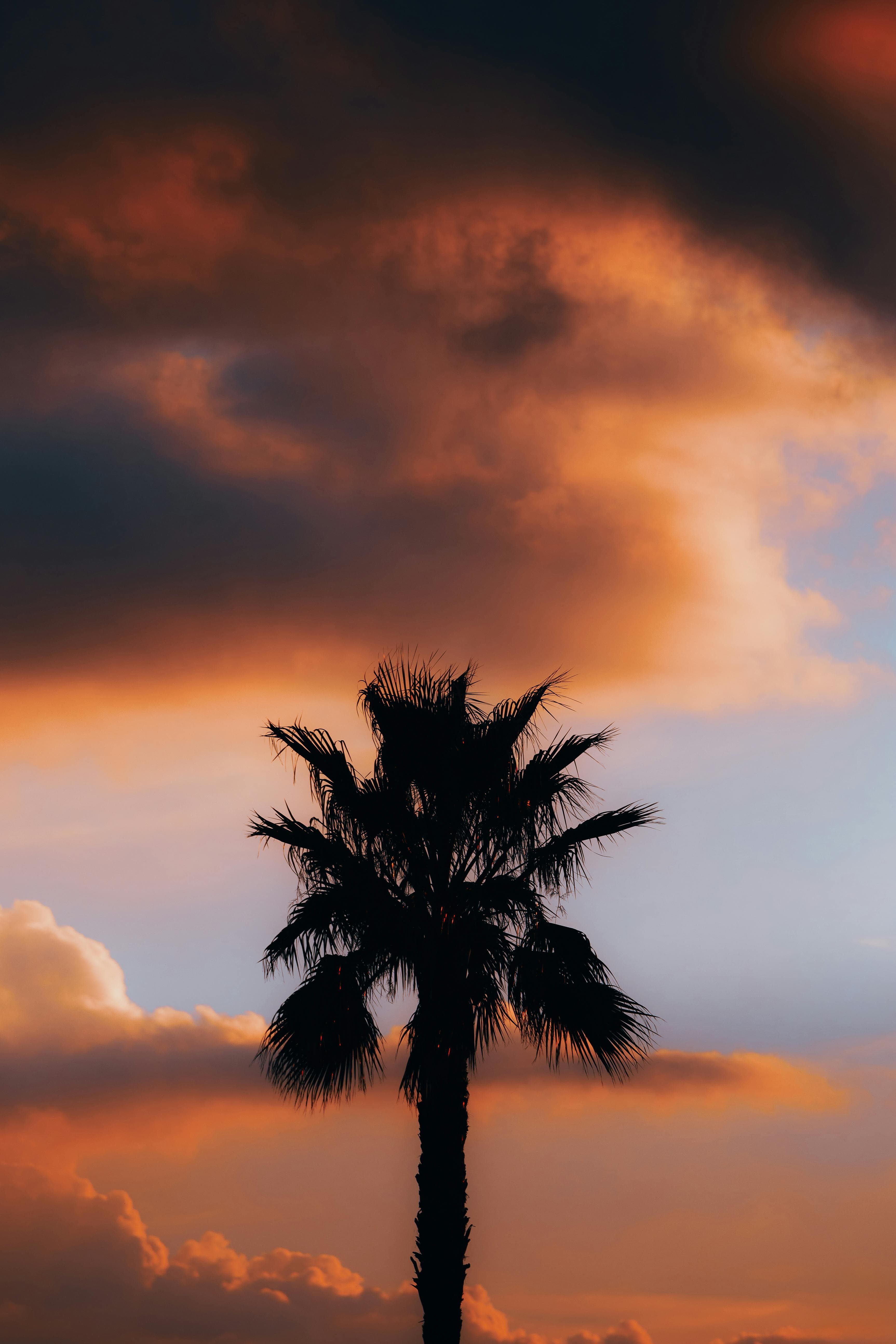 palm